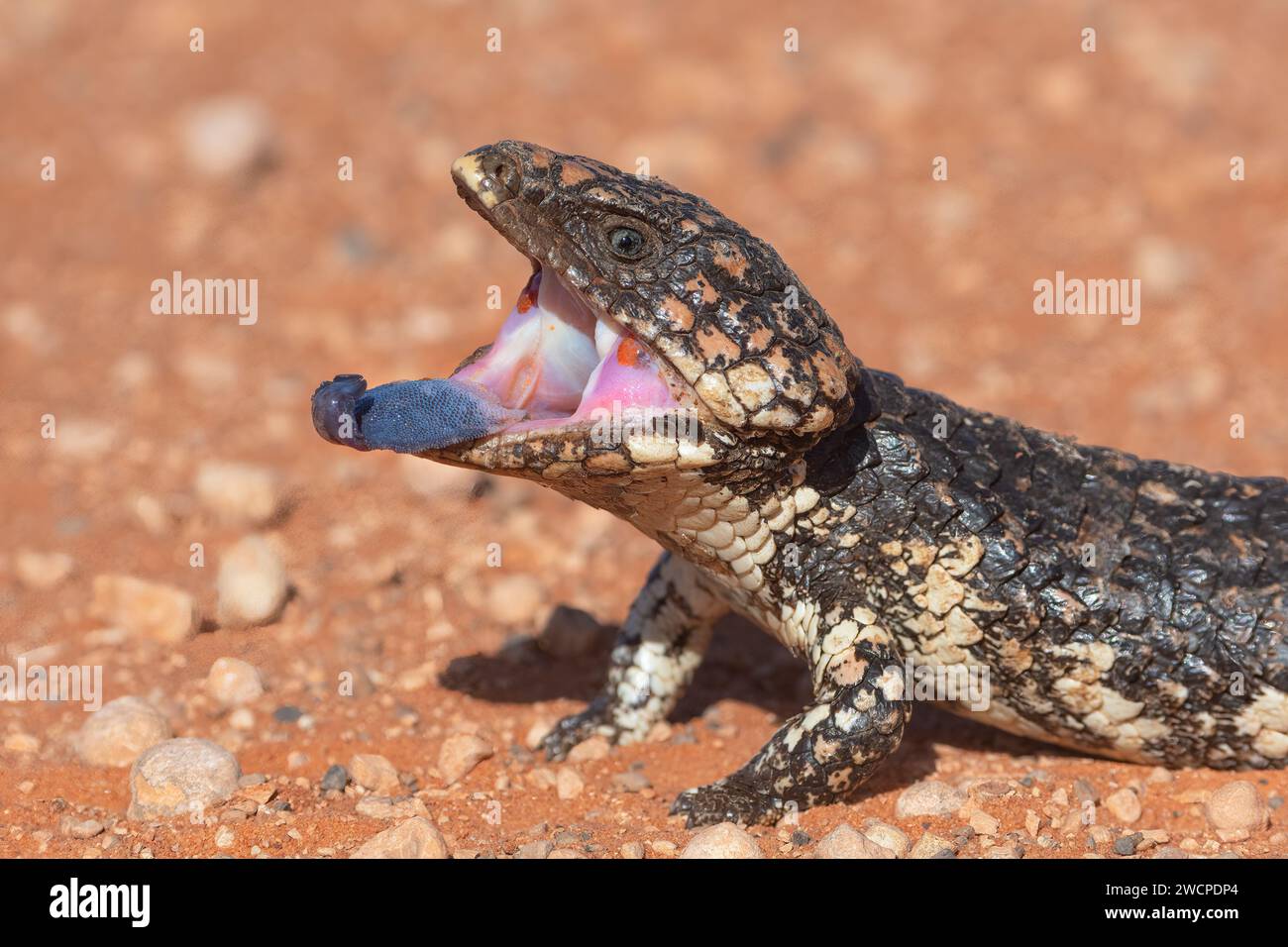 A Shingleback (Tiliqua rugosa)  in a threat posture with open mouth and blue tongue out, Nullarbor, Western Australia, WA, Australia Stock Photo