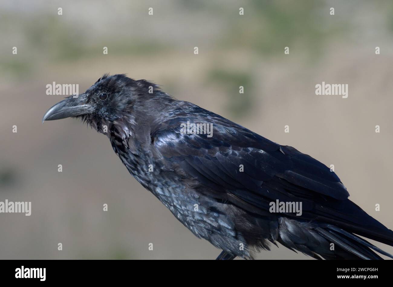 Alpine Ravens in Banff Alberta Canada Stock Photo Alamy