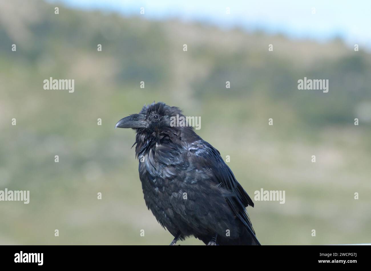 Alpine Ravens in Banff Alberta Canada Stock Photo Alamy