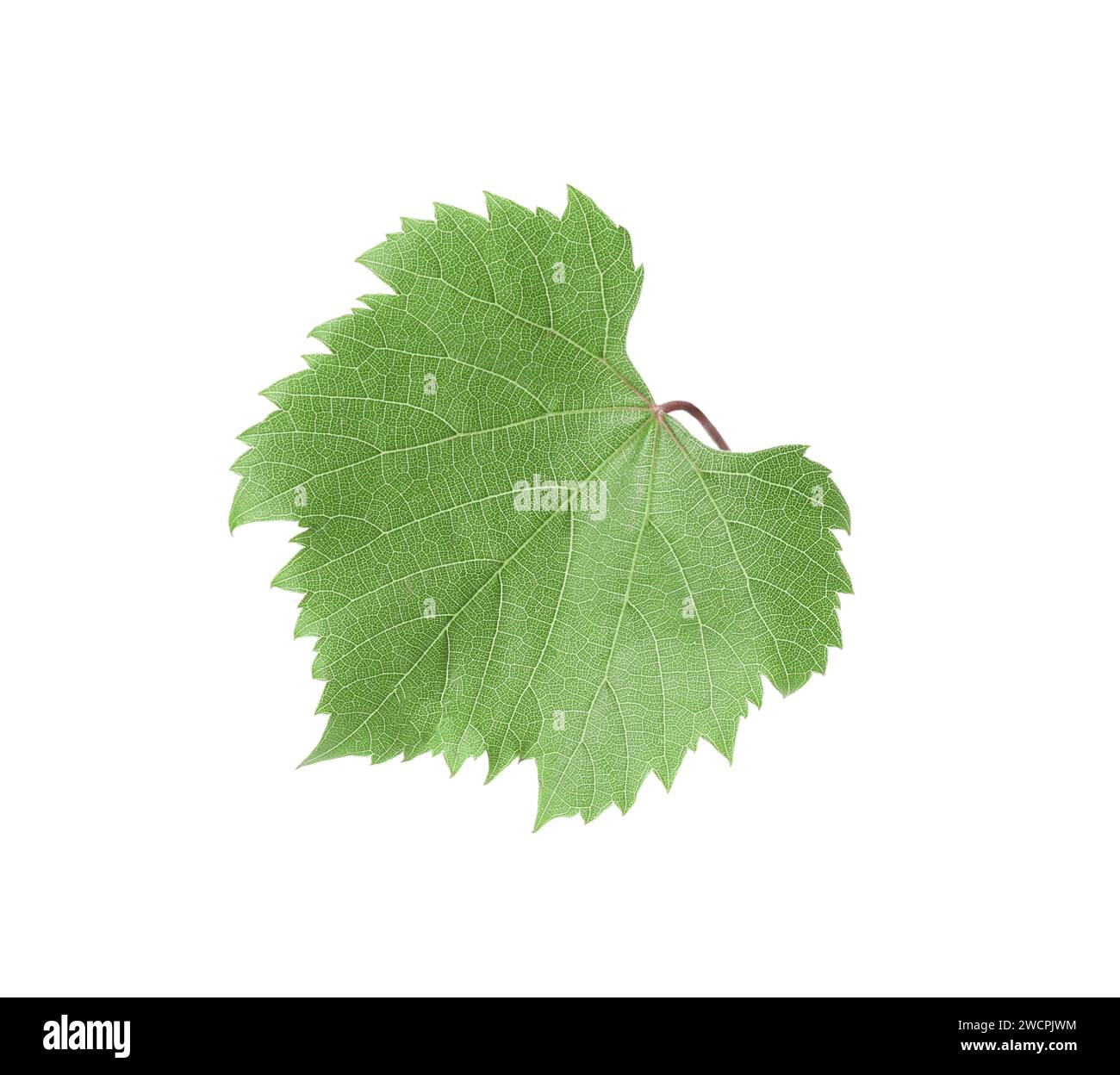 One green grape leaf isolated on white Stock Photo - Alamy