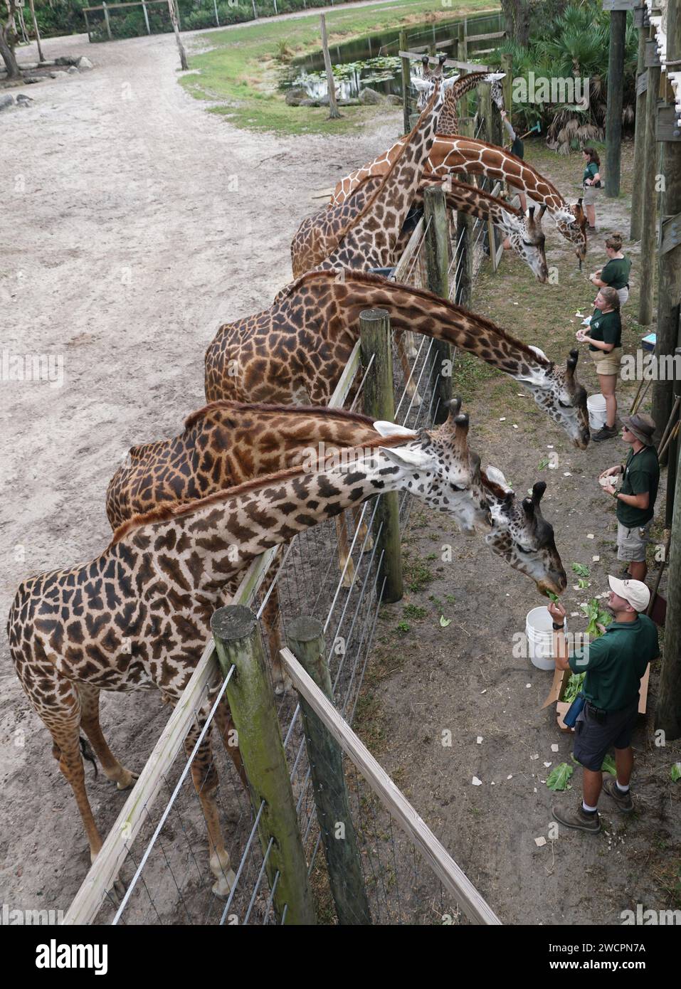 Melbourne, Florida, U.S.A - November 14, 2023 - The park rangers feeding the hungry giraffes at Brevard Zoo Stock Photo