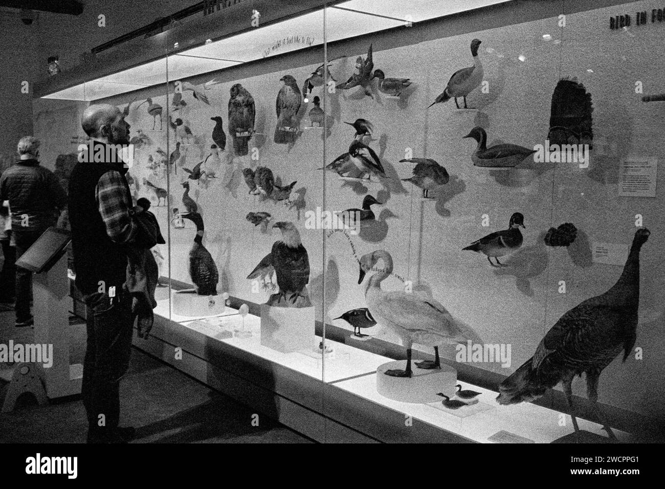 Dec 2023 - Peabody Essex Museum - Salem, Massachusetts. A visitor stand in front of a large glass cabinet with taxidermy birds on display in the Dotty Stock Photo