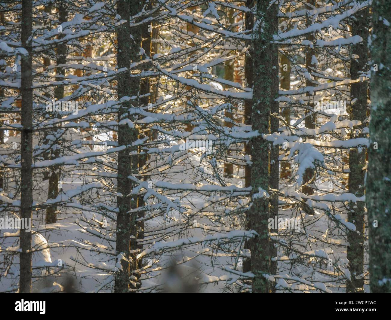 Frost covered trees symmetry hi-res stock photography and images - Alamy