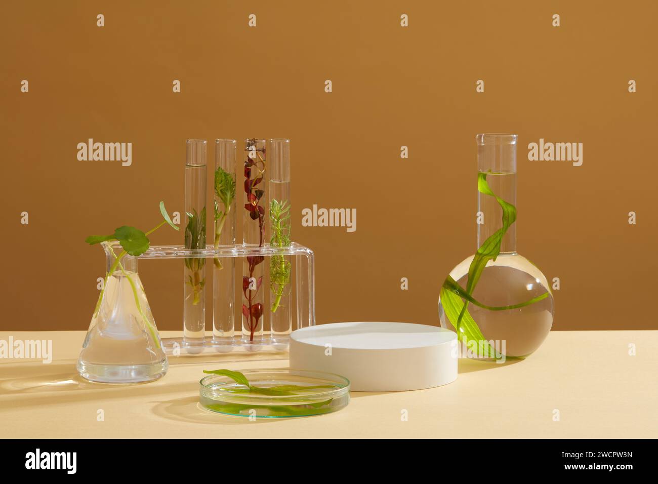 Several types of seaweed are filled in laboratory glassware. Brown background featured a round podium. Seaweed has anti-aging and anti-inflammatory be Stock Photo