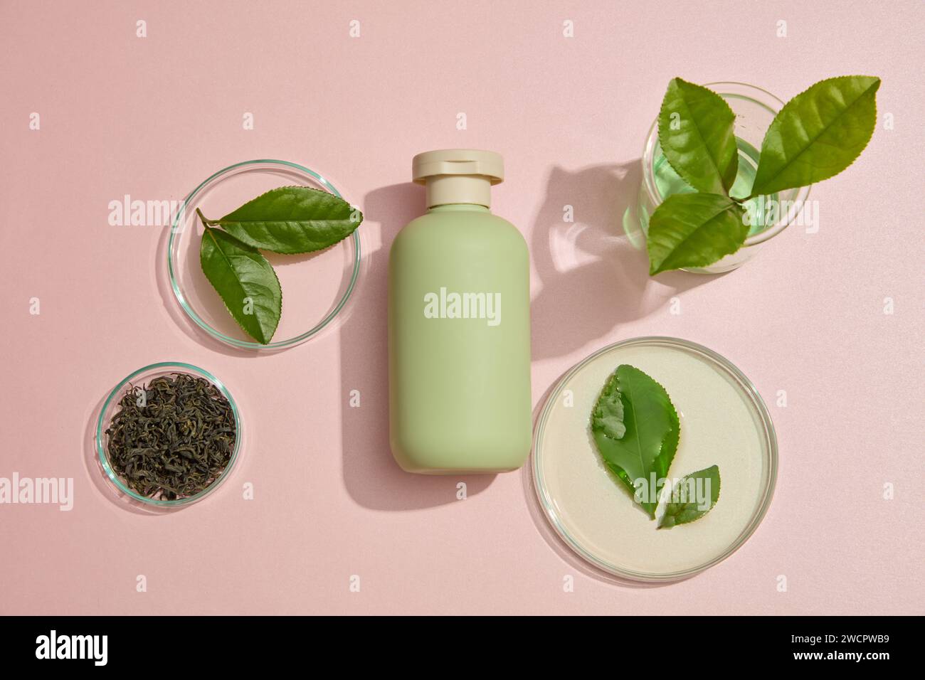 Unlabeled cosmetic bottle decorated with petri dishes of fresh and dried green tea leaves. Green tea (Camellia sinensis) can improve brain function an Stock Photo