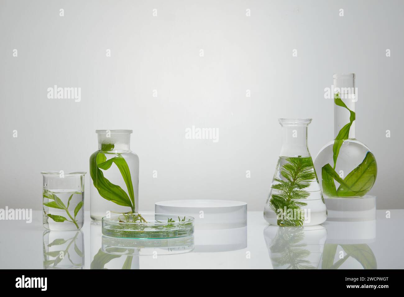 Laboratory glassware with fresh seaweed inside arranged on mirror table with a round podium. Seaweed helps smoothing out fine lines with its anti-agin Stock Photo