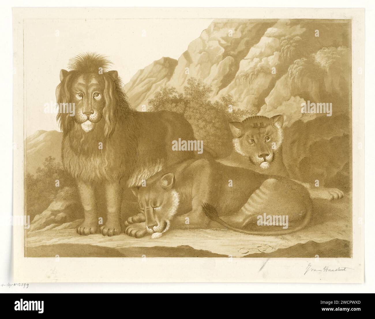 Lionesses lying Cut Out Stock Images &amp; Pictures - Alamy