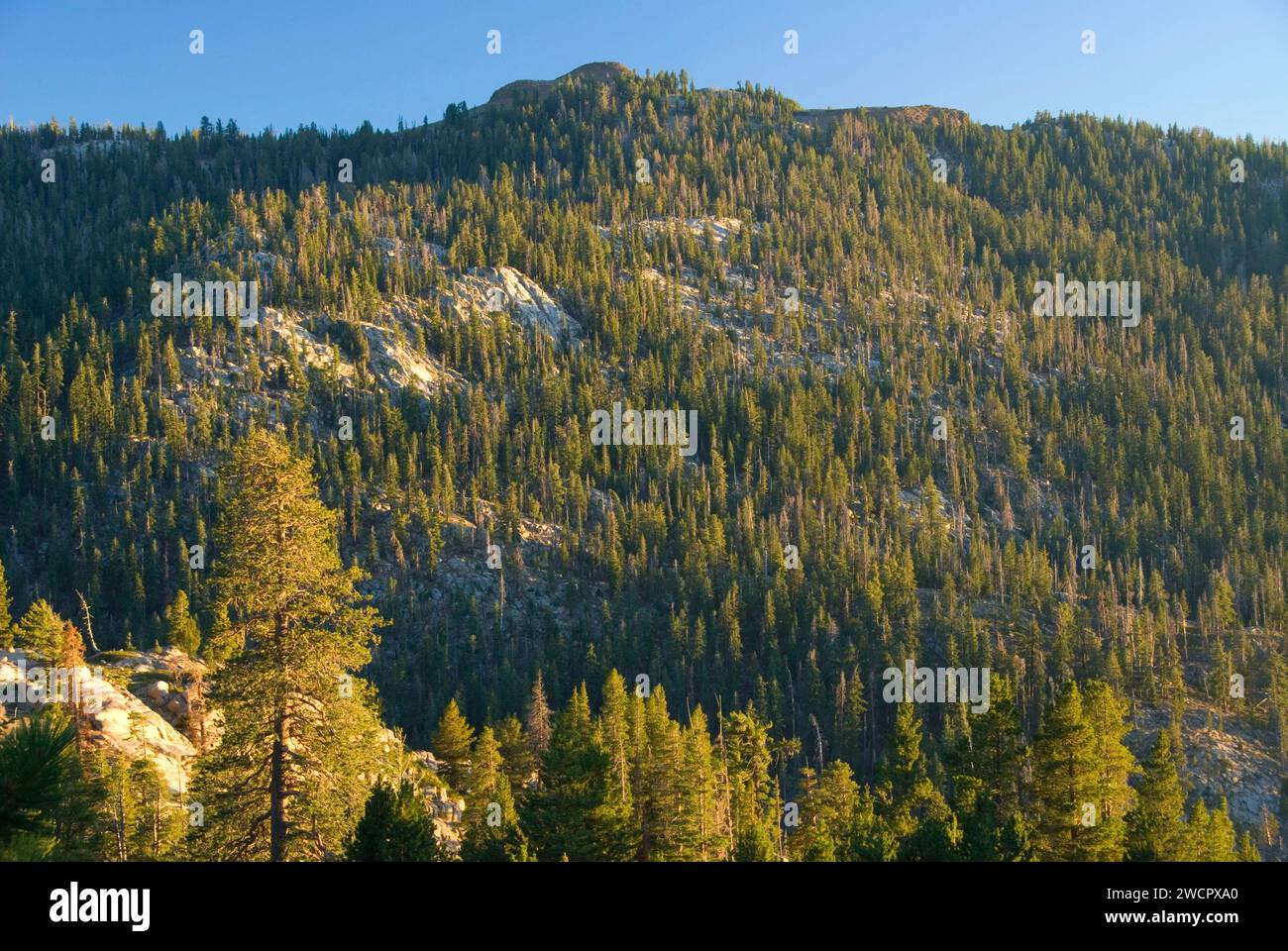 Forest in Mokelumne River drainage, Ebbetts Pass National Scenic Byway