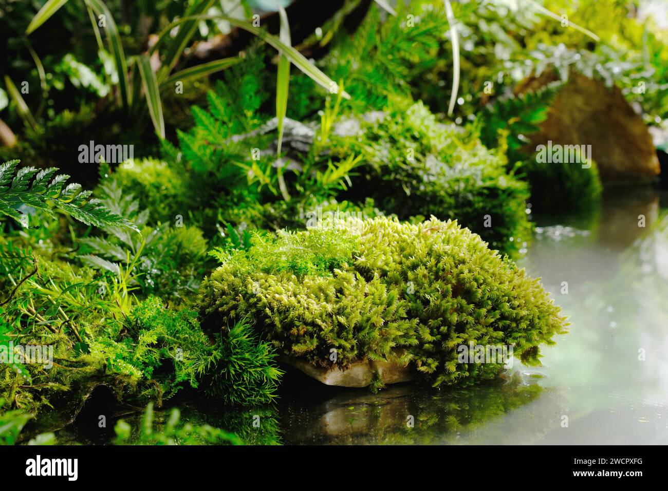 Moss types hi-res stock photography and images - Alamy