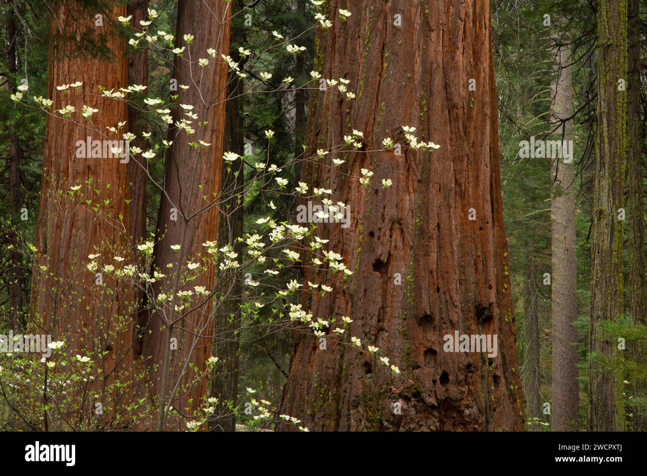 Pacific dogwood with sequoia in North Grove, Calaveras Big Trees State Park, Ebbetts Pass National Scenic Byway, California Stock Photo