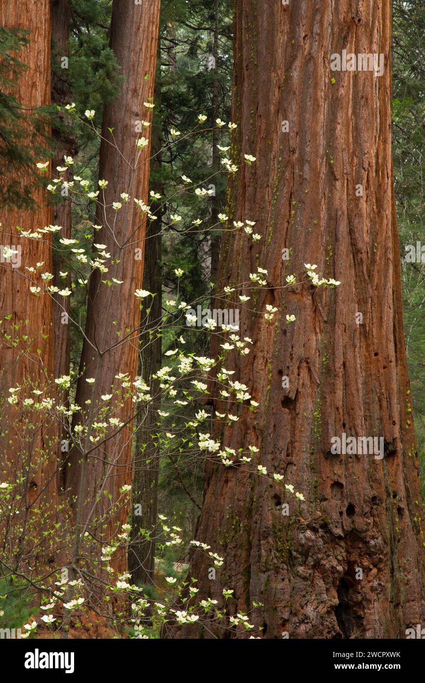 Pacific dogwood with sequoia in North Grove, Calaveras Big Trees State Park, Ebbetts Pass National Scenic Byway, California Stock Photo
