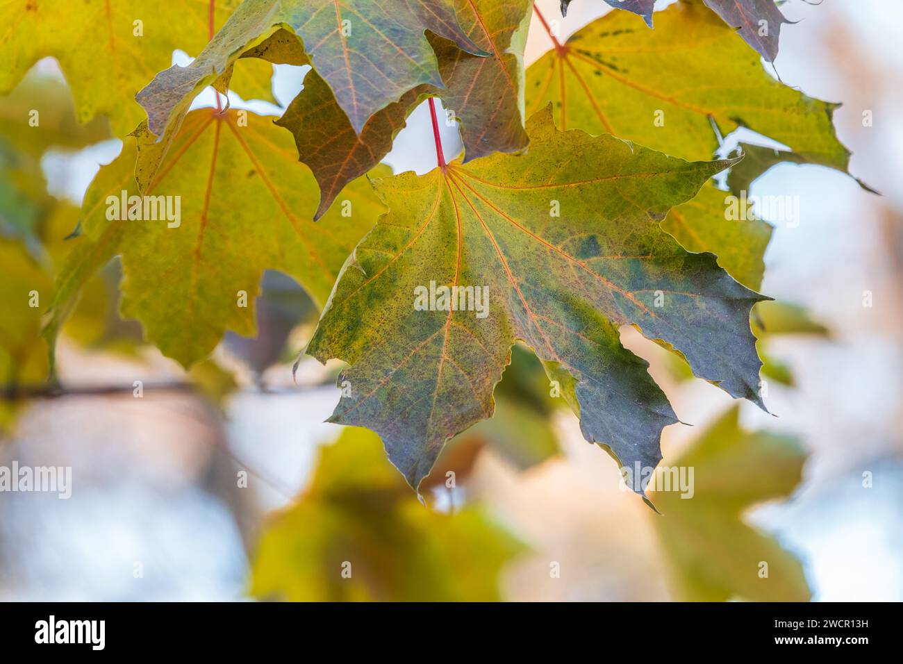 Maple branches with yellow leaves in autumn, in the light of sunset ...