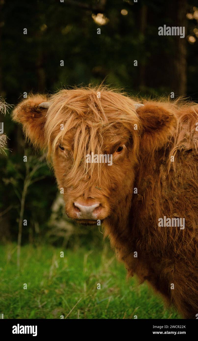 Brown and Fluffy Highland Cow with Nature Stock Photo - Alamy