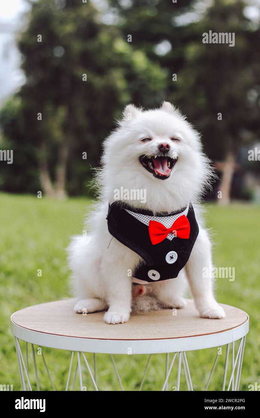 A cute fluffy white Pomeranian wearing sunglasses a red bow tie and a tuxedo. Pomeranian dog in the outdoors. The puppy poodle dog sits down looking Stock Photo Alamy