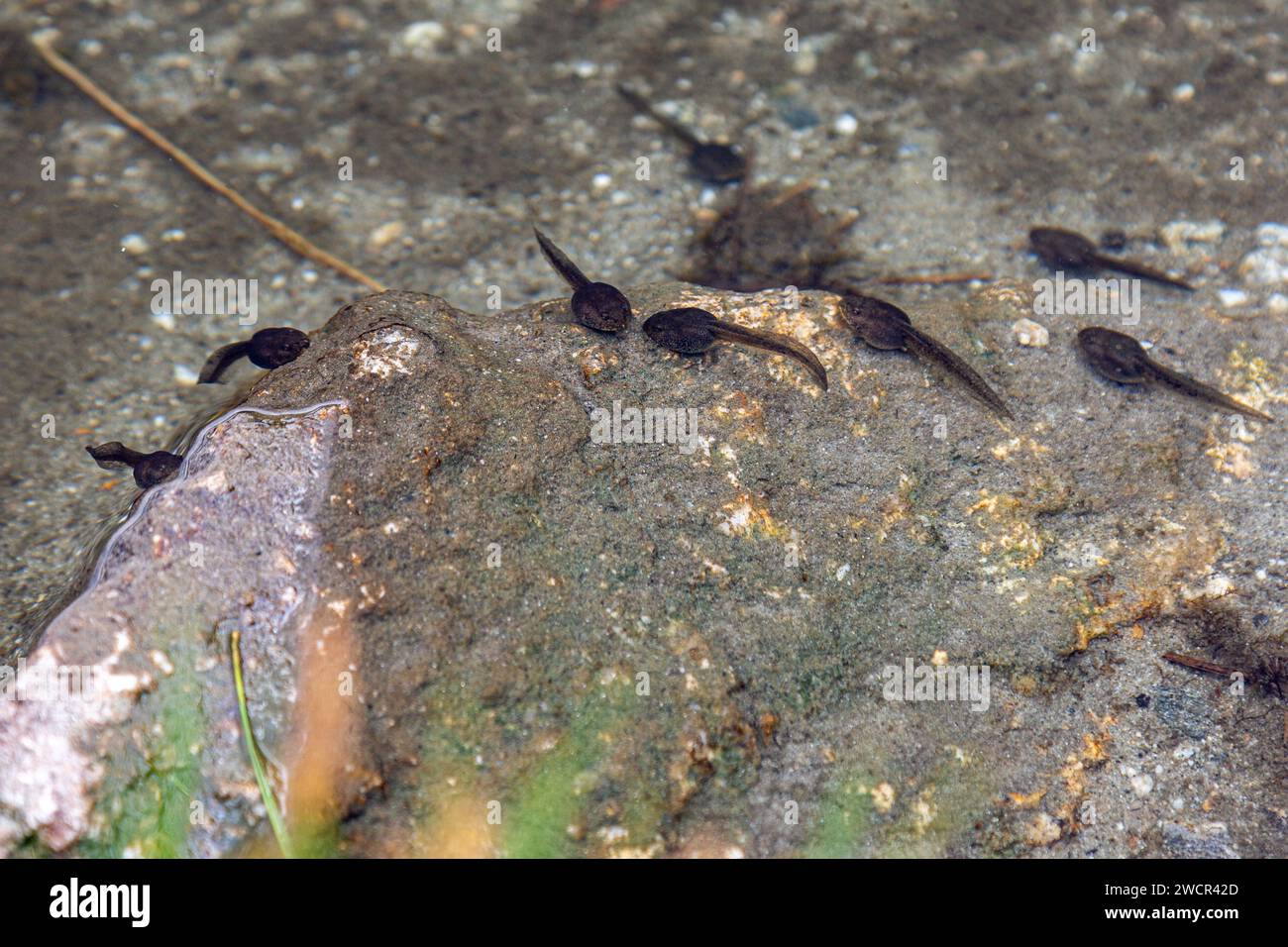 Tadpoles swimming in a mountain pond in Switzerland. Stock Photo