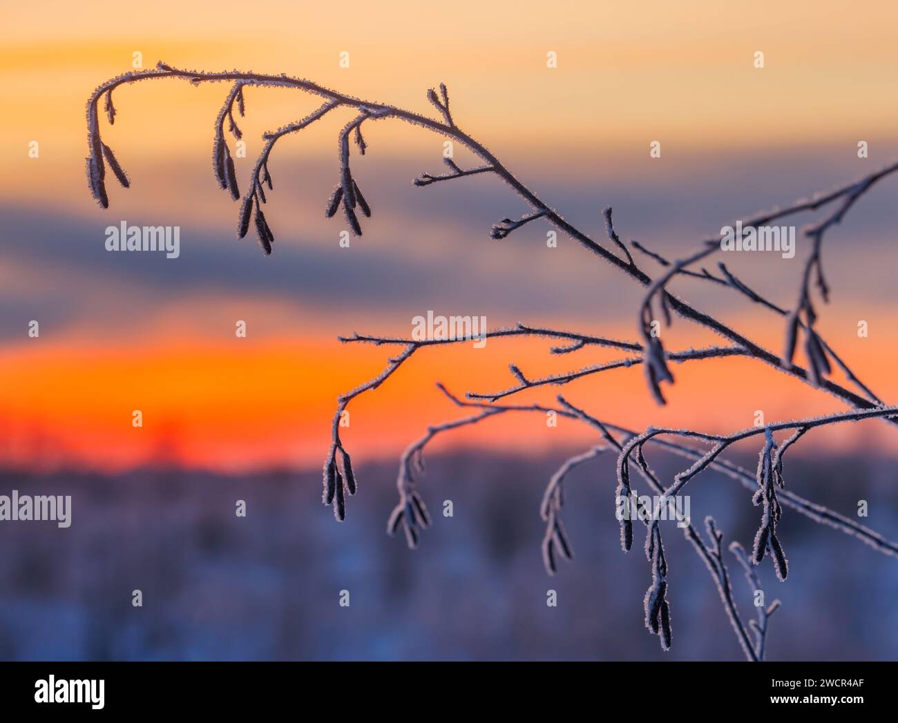 Cold winter background with frost covered branches Stock Photo - Alamy