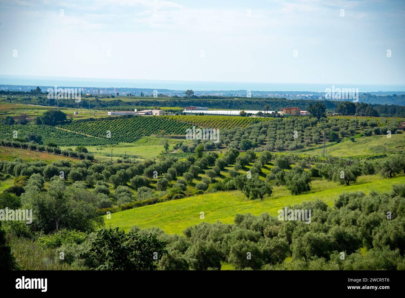 Olive Trees in Basilicata - Italy Stock Photo - Alamy