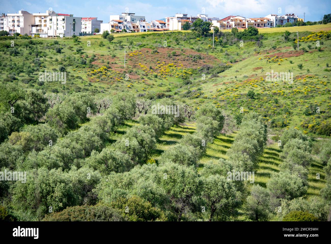 Olive Trees in Basilicata - Italy Stock Photo - Alamy
