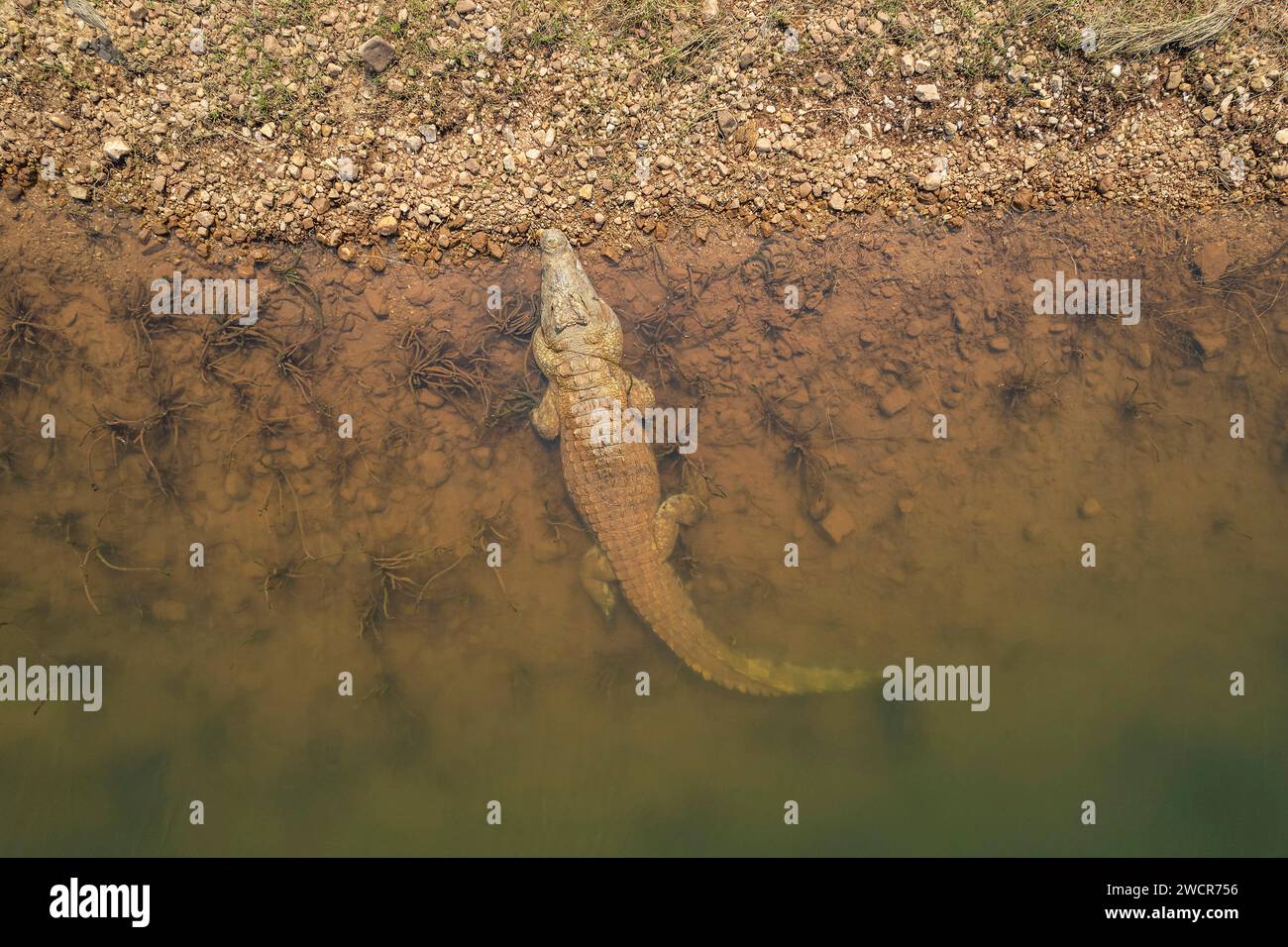 A large Nile Crocodile, Crocodylus niloticus, is seen from an aerial drone shot in Zimbabwe's Lake Kariba. Stock Photo