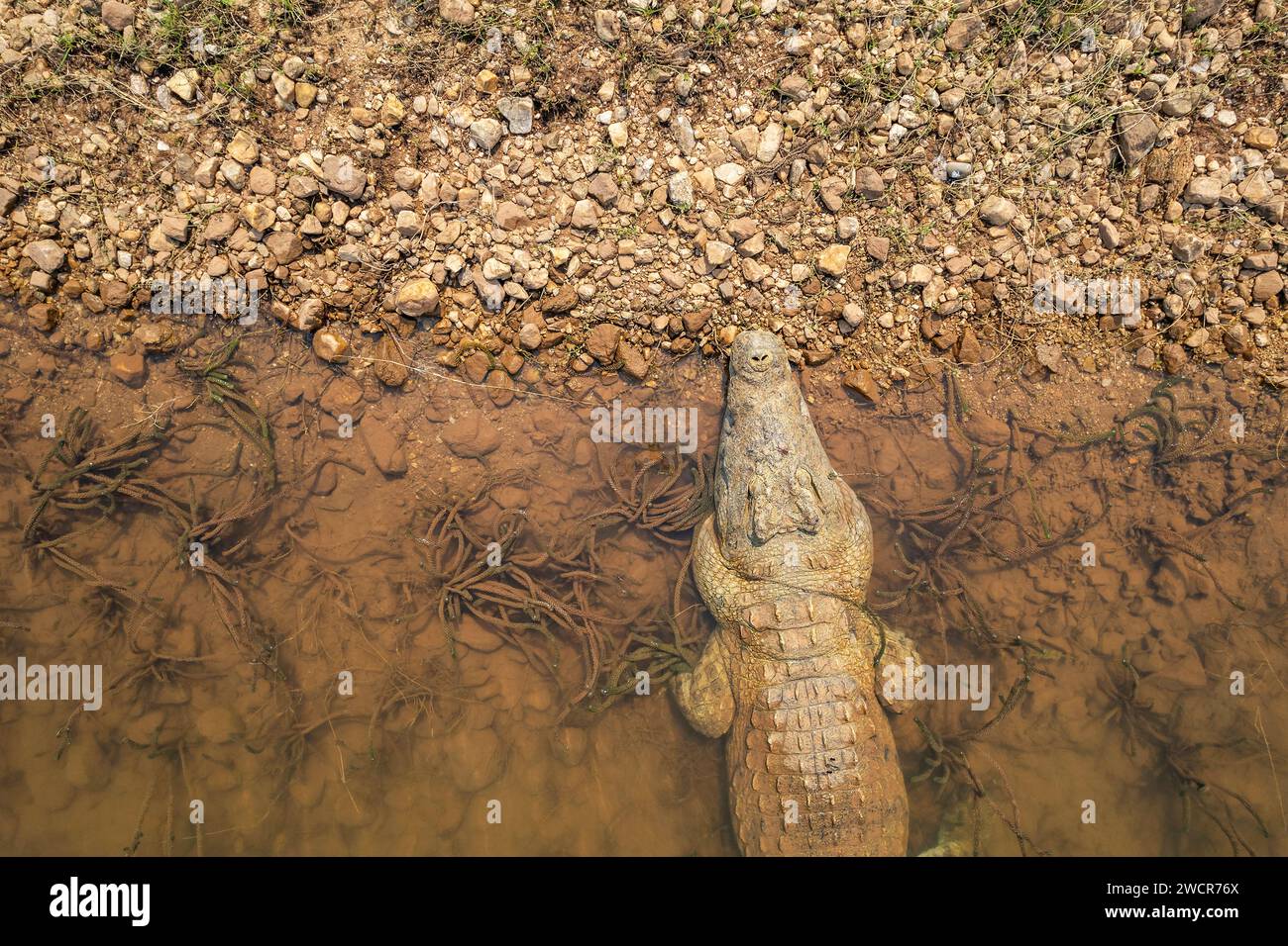 A large Nile Crocodile, Crocodylus niloticus, is seen from an aerial drone shot in Zimbabwe's Lake Kariba. Stock Photo