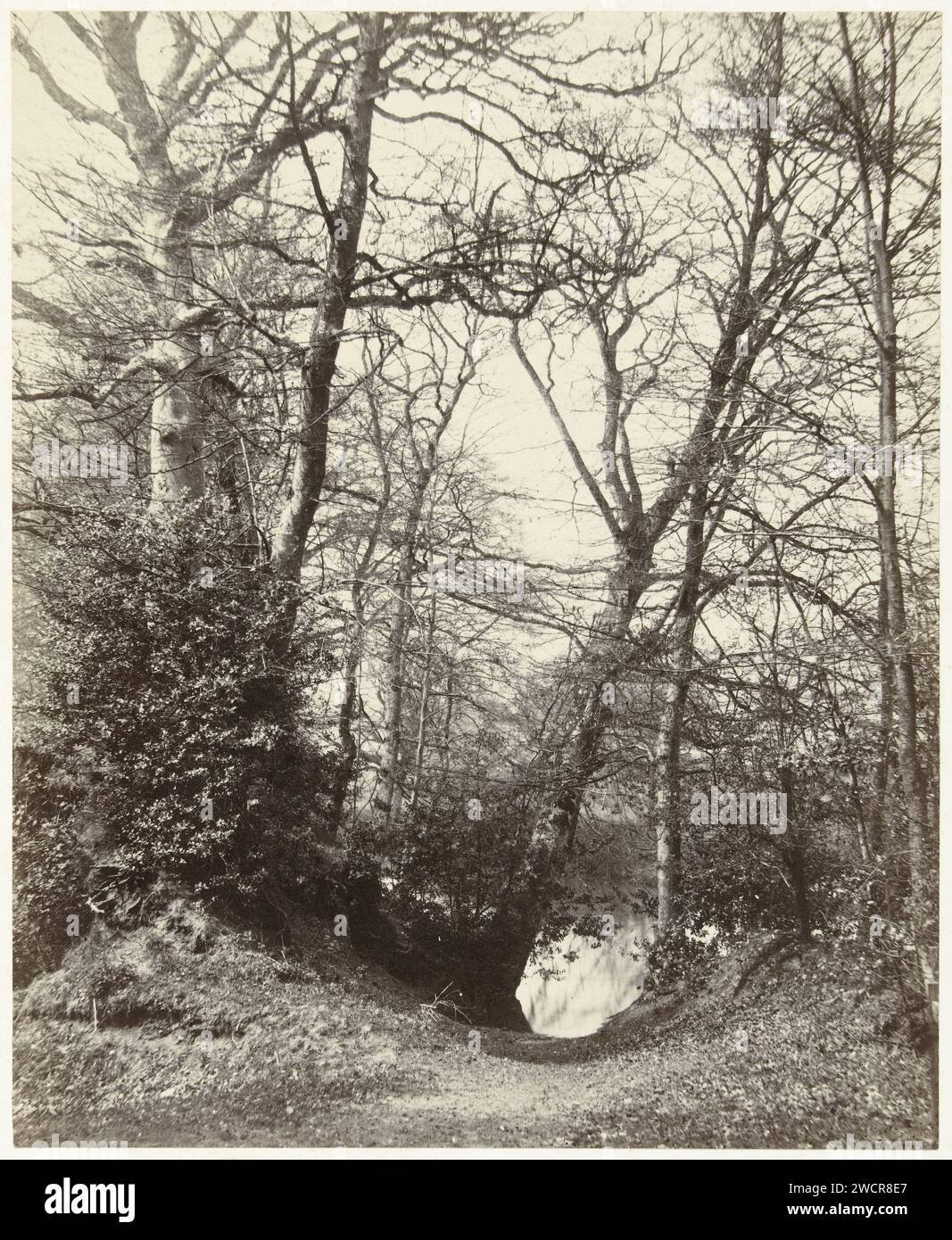 Bos landscape, presumably in Great Britain, Alfred Rosling (Possible), 1855 - 1882 photograph  Great Britain paper. cardboard albumen print forest path or lane Great Britain Stock Photo