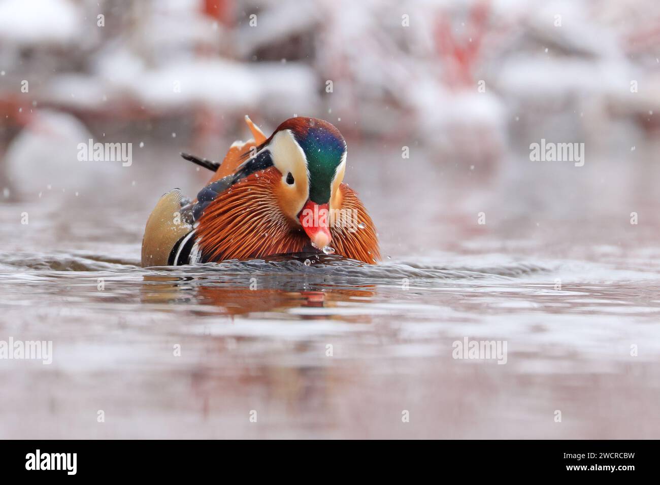 Mandarin duck portrait in winter, Quebec, Canada Stock Photo