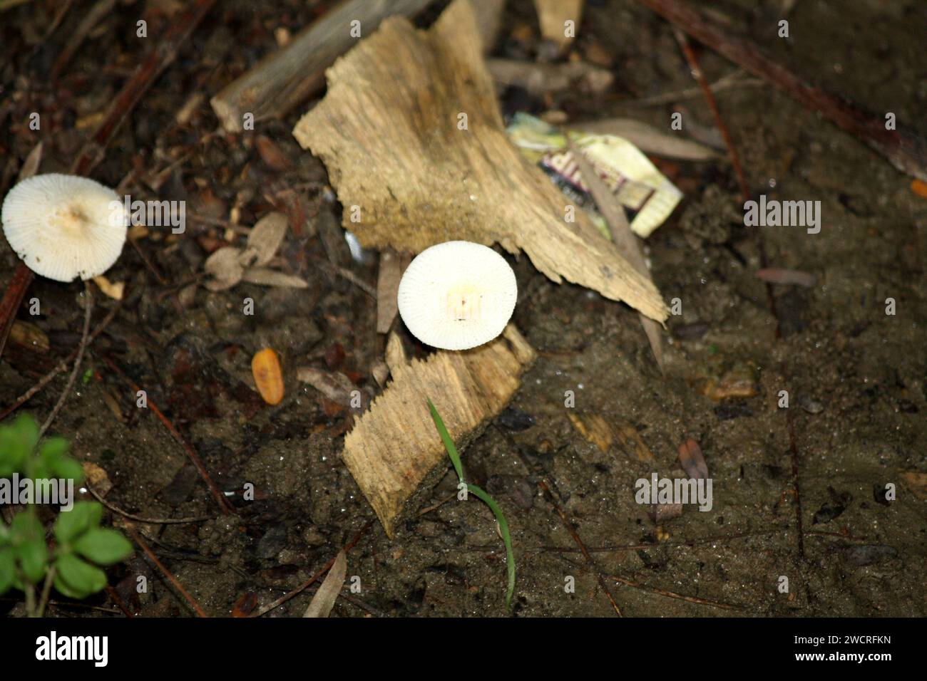 Meadow mushroom (Agaricus campestris) among dead organic matter : (pix Sanjiv Shukla) Stock Photo