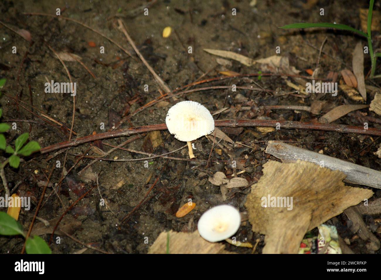 Meadow mushroom (Agaricus campestris) among dead organic matter : (pix Sanjiv Shukla) Stock Photo