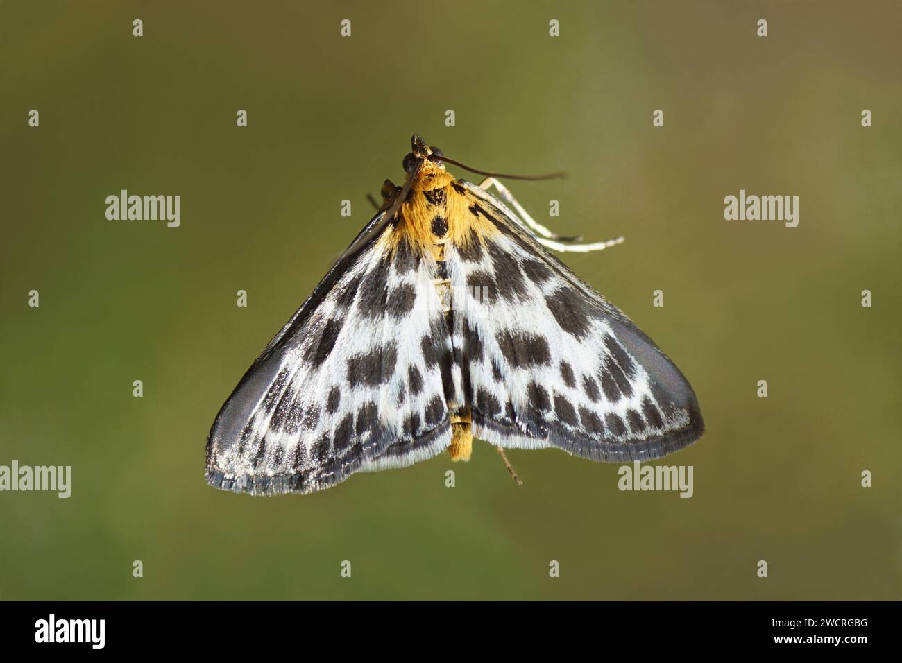 Small Magpie (Anania hortulata, formely Eurrhypara hortulata). Subfamily Pyraustinae. Family grass moths (Crambidae). On glass, blurred green garden. Stock Photo
