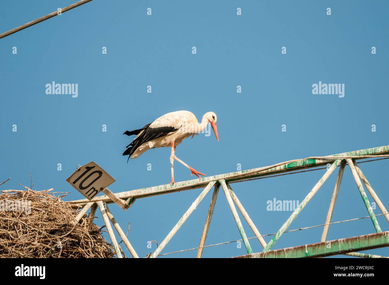 white stork, Ciconia ciconia, on a crane, Balaguer, Lleida, Catalonia, Spain Stock Photo