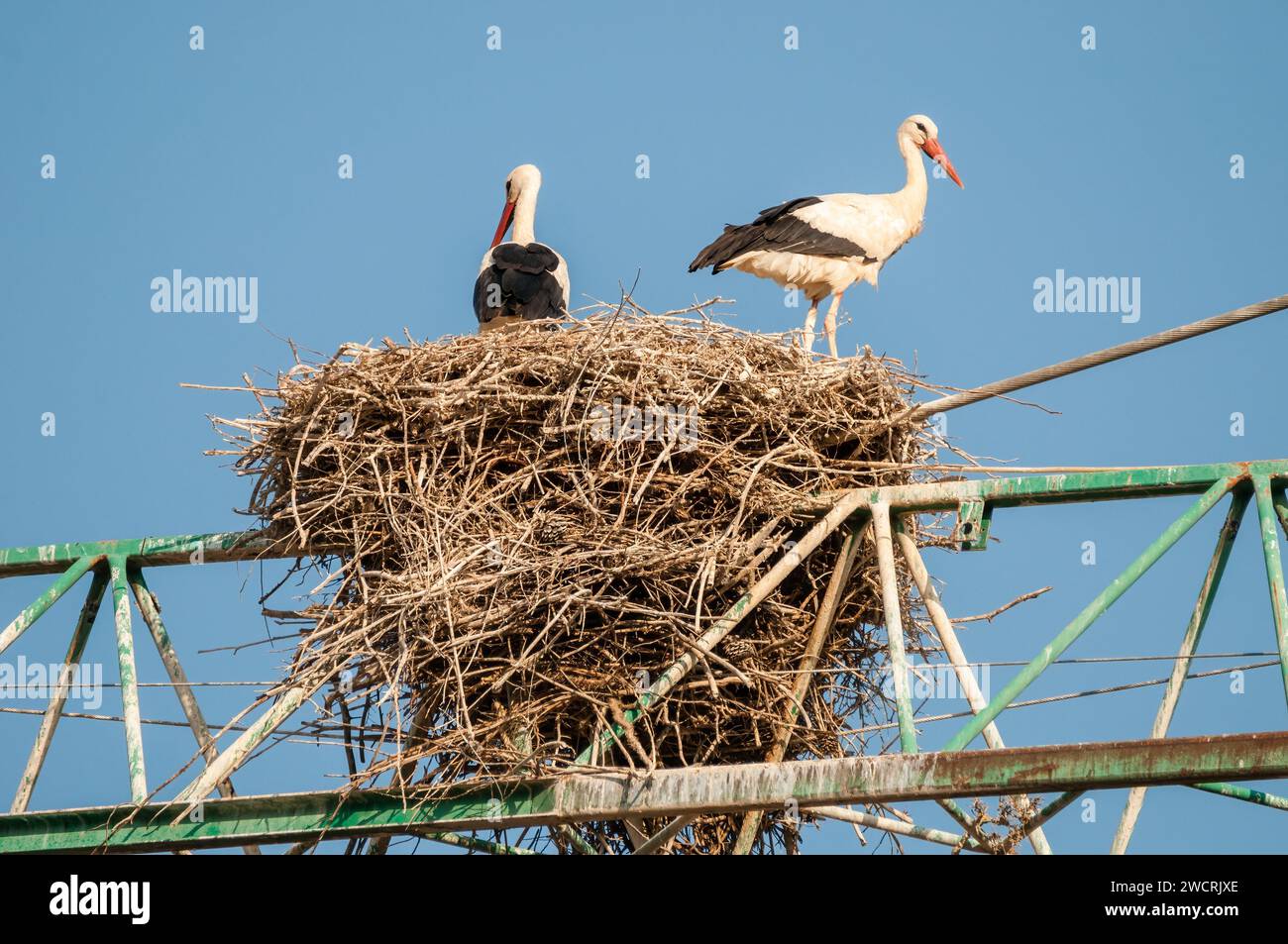 white stork in the nest, Ciconia ciconia, on a crane, Balaguer, Lleida, Catalonia, Spain Stock Photo