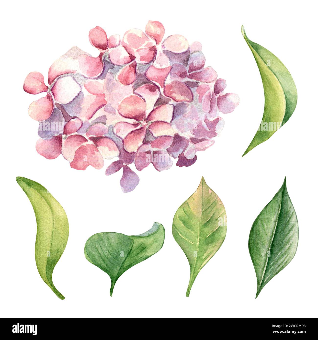 Watercolor illustration of pink hydrangea and leaves isolated on white ...