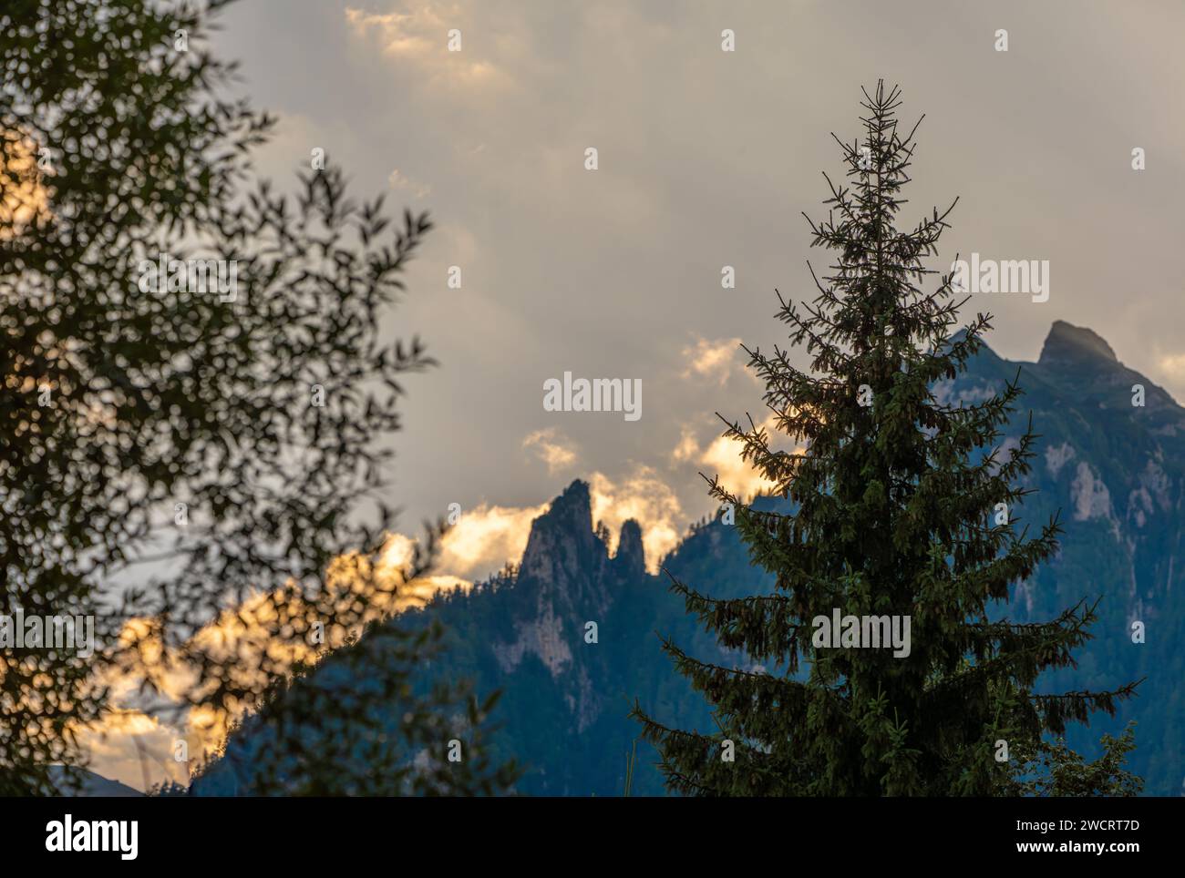 A majestic evergreen tree on a lush ridge, with majestic mountains in ...