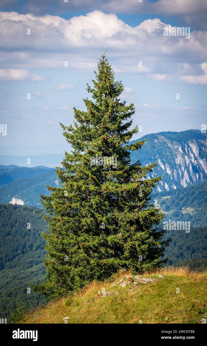 A majestic evergreen tree on a lush ridge, with majestic mountains in ...