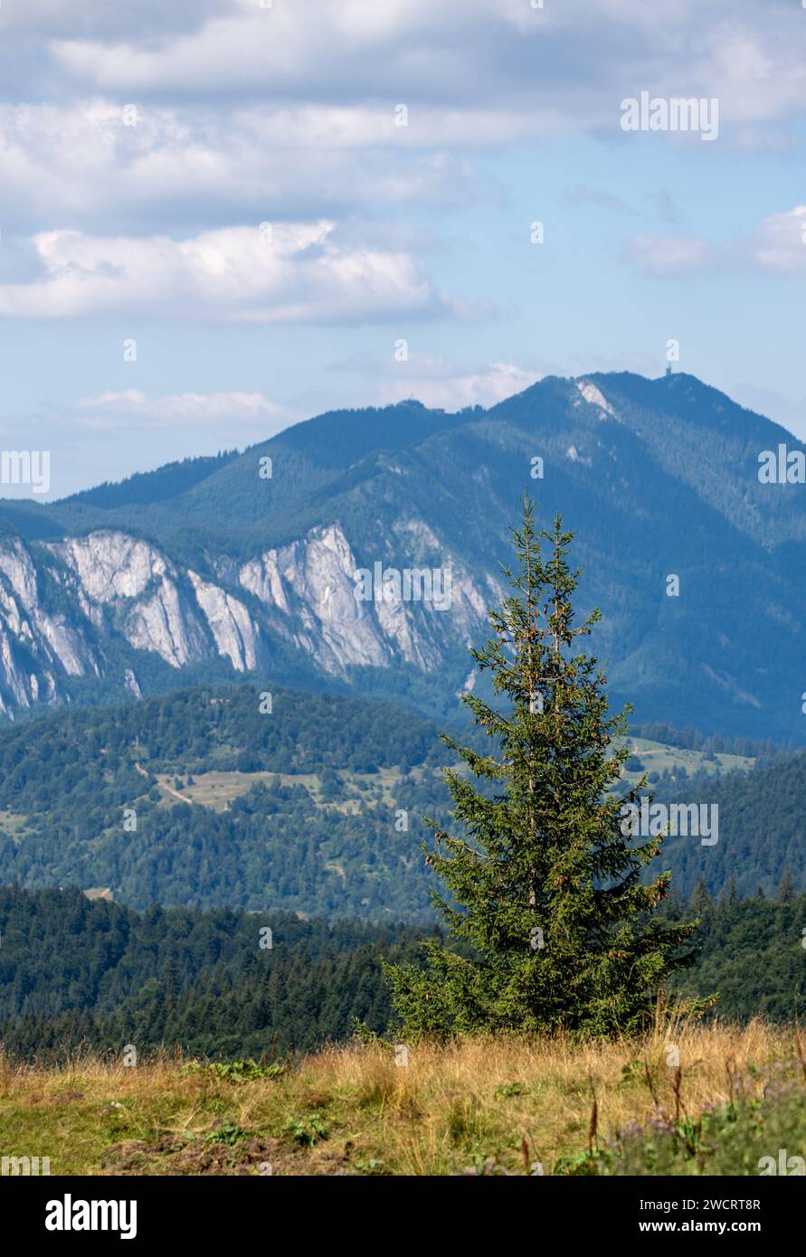 A majestic evergreen tree on a lush ridge, with majestic mountains in ...