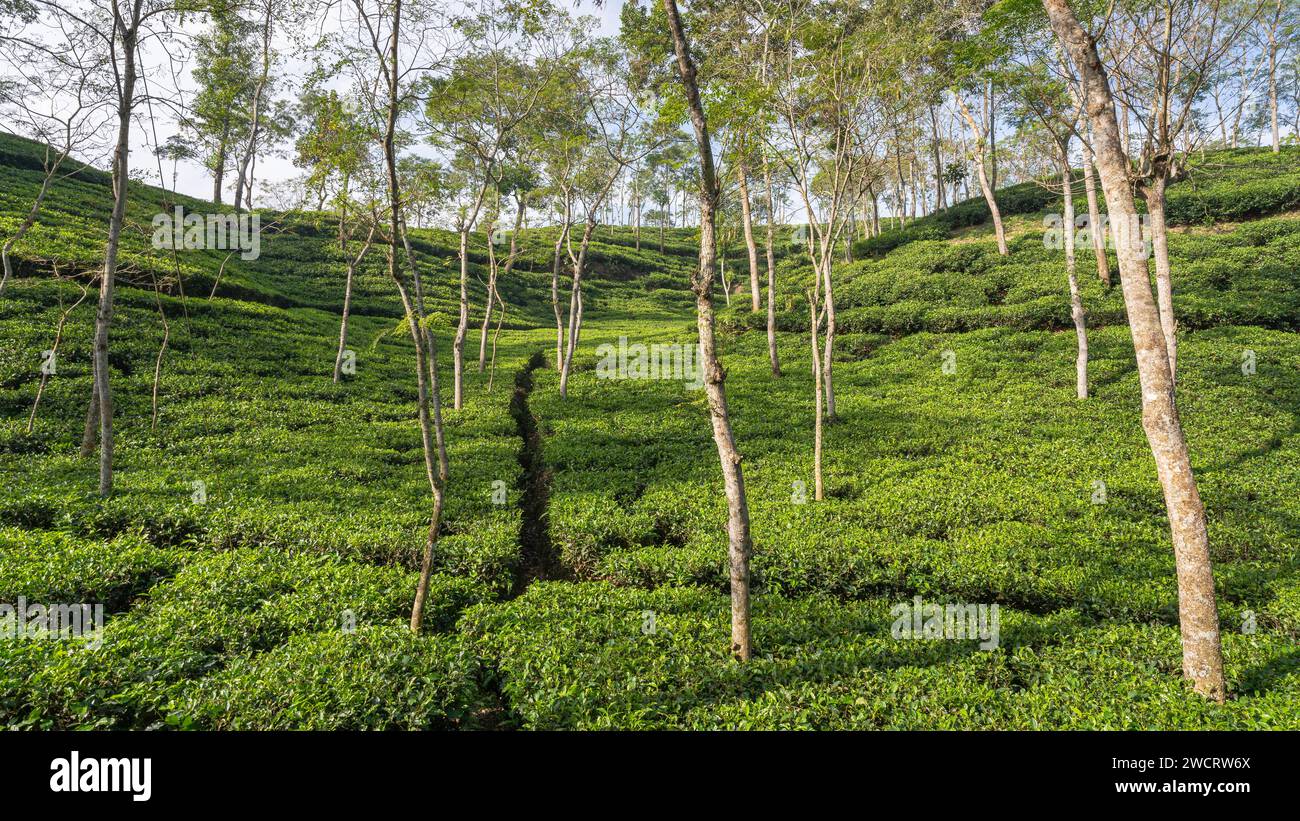 Scenic morning landscape view of tea plantation in the hills of Srimongol or Sreemangal, Bangladesh Stock Photo