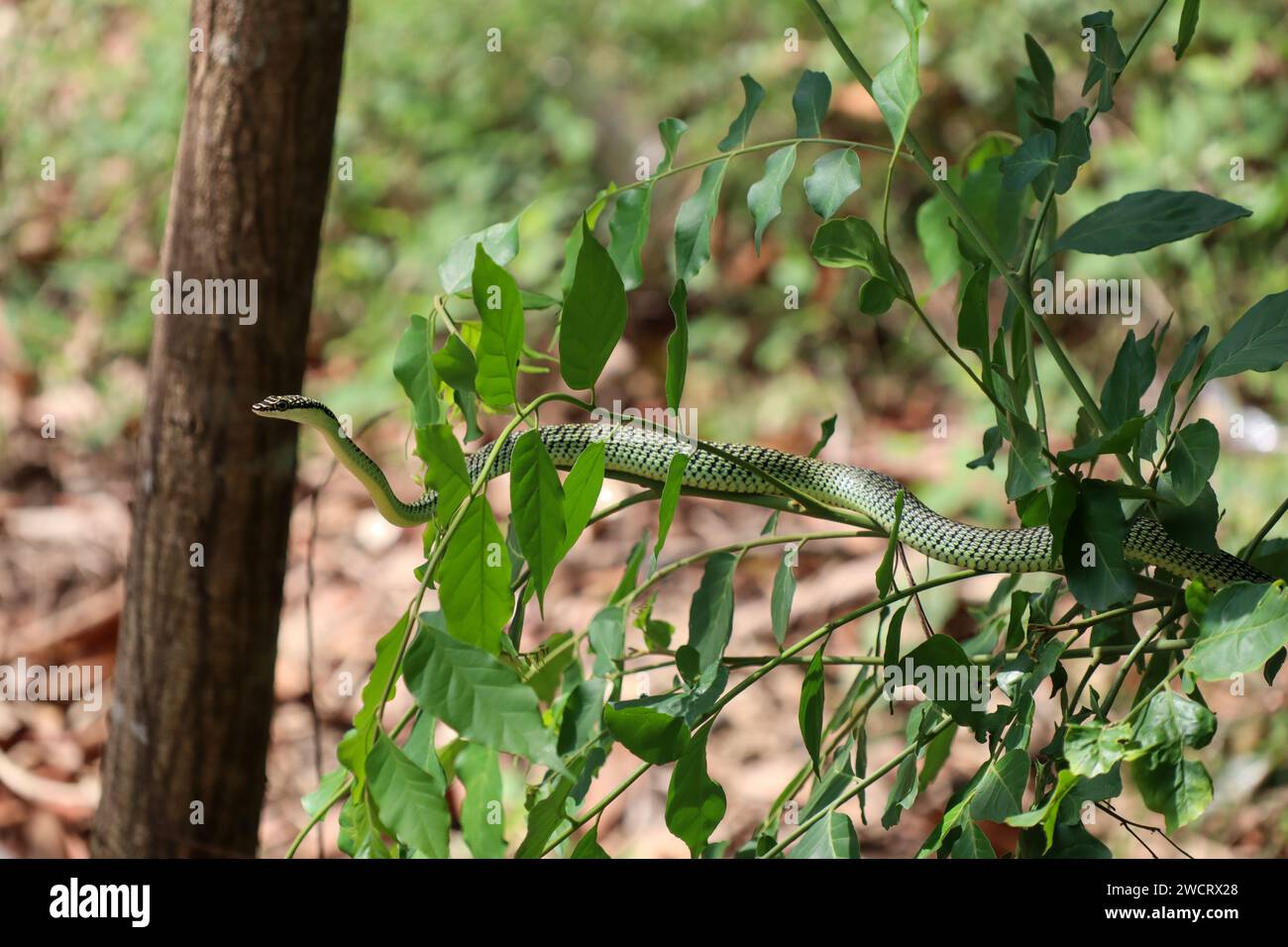 golden tree snake (Chrysopelea ornata Stock Photo Alamy