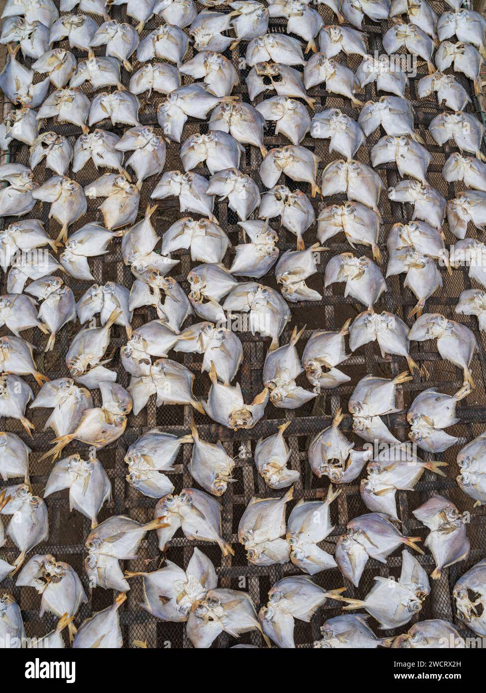 Vertical closeup view of silver pomfret fish aka pampus argenteus drying outdoors on bamboo rack, Maheshkhali island, Cox's Bazar, Bangladesh Stock Photo