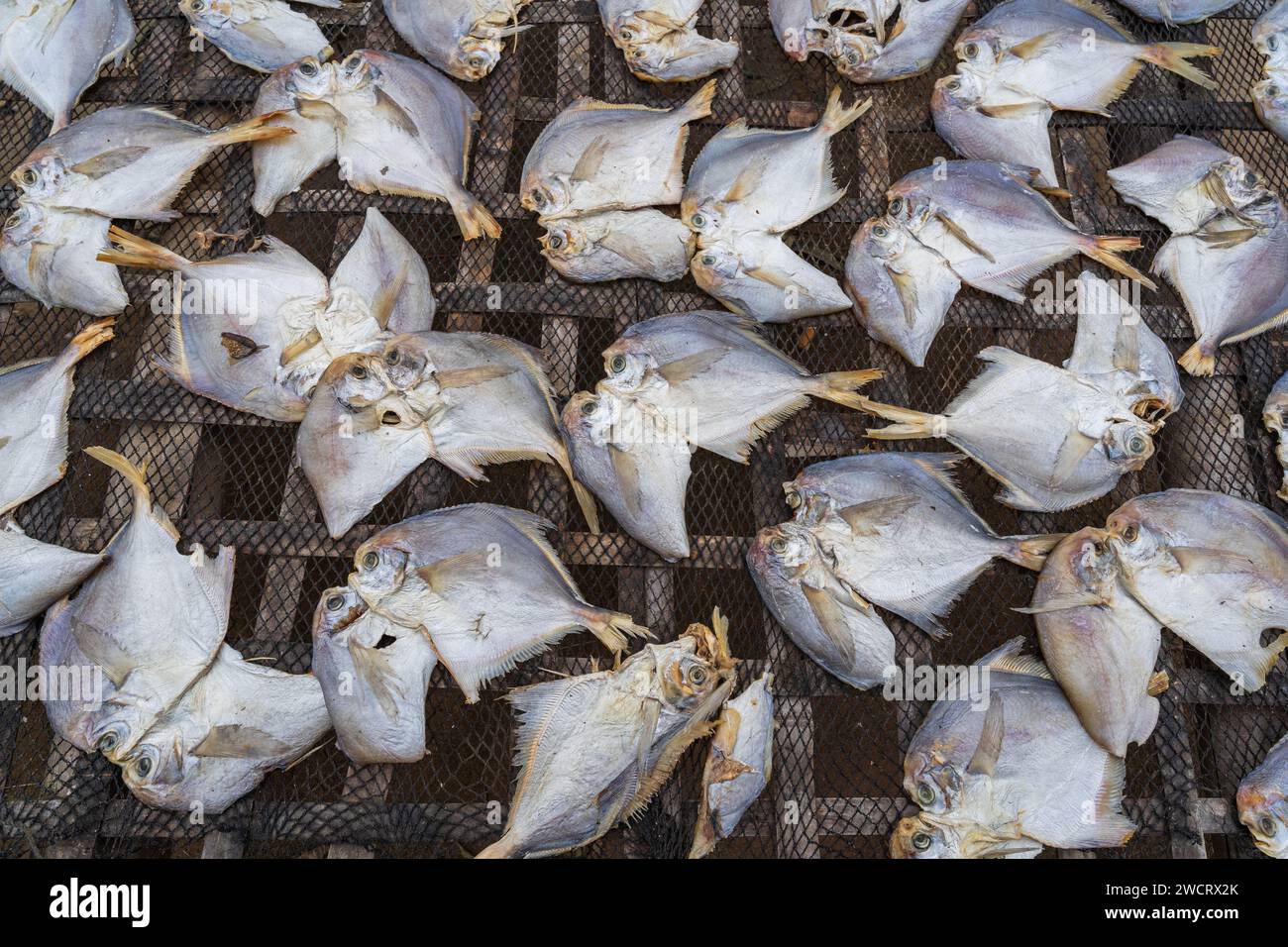 Closeup view of silver pomfret fish or pampus argenteus drying outdoors on bamboo rack, Maheshkhali island, Cox's Bazar, Bangladesh Stock Photo