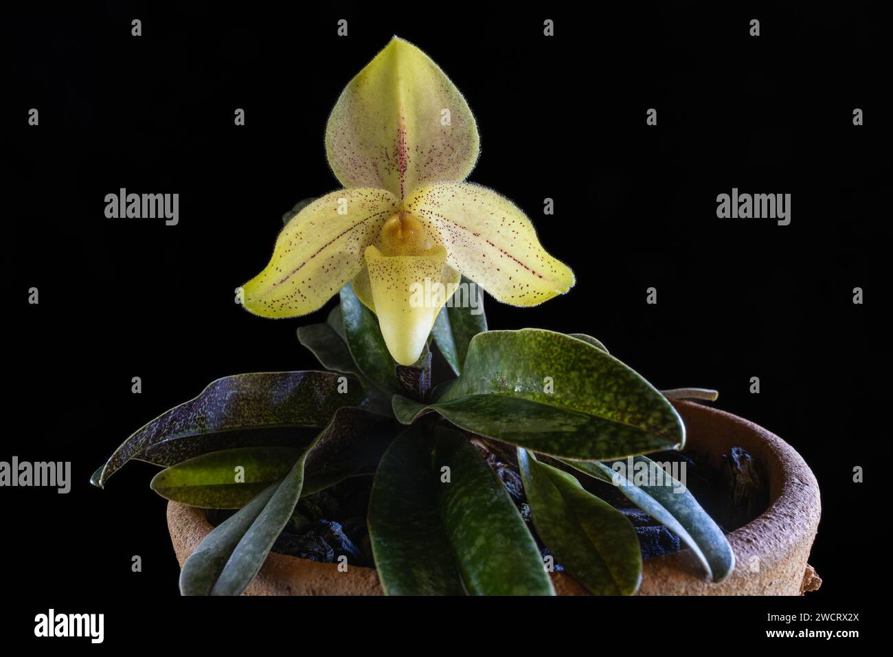 Closeup view of potted lady slipper orchid species paphiopedilum concolor striatum blooming with yellow and red flower isolated on black background Stock Photo