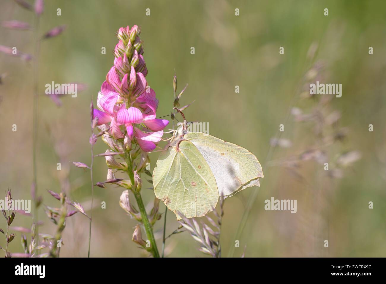 Common brimstone butterfly - Gonepteryx rhamni sucks with its trunk nectar from a blossom of the common sainfoin - Onobrychis viciifolia Stock Photo