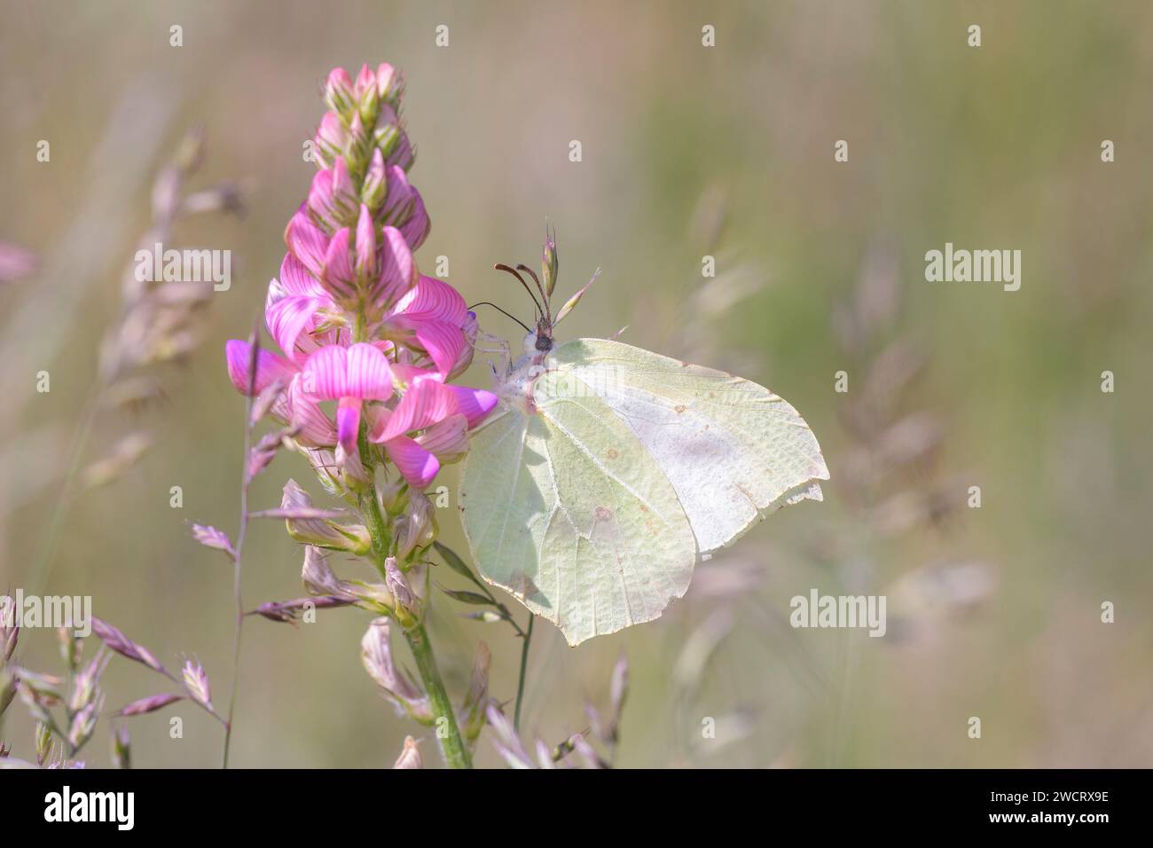 Common brimstone butterfly - Gonepteryx rhamni sucks with its trunk nectar from a blossom of the common sainfoin - Onobrychis viciifolia Stock Photo