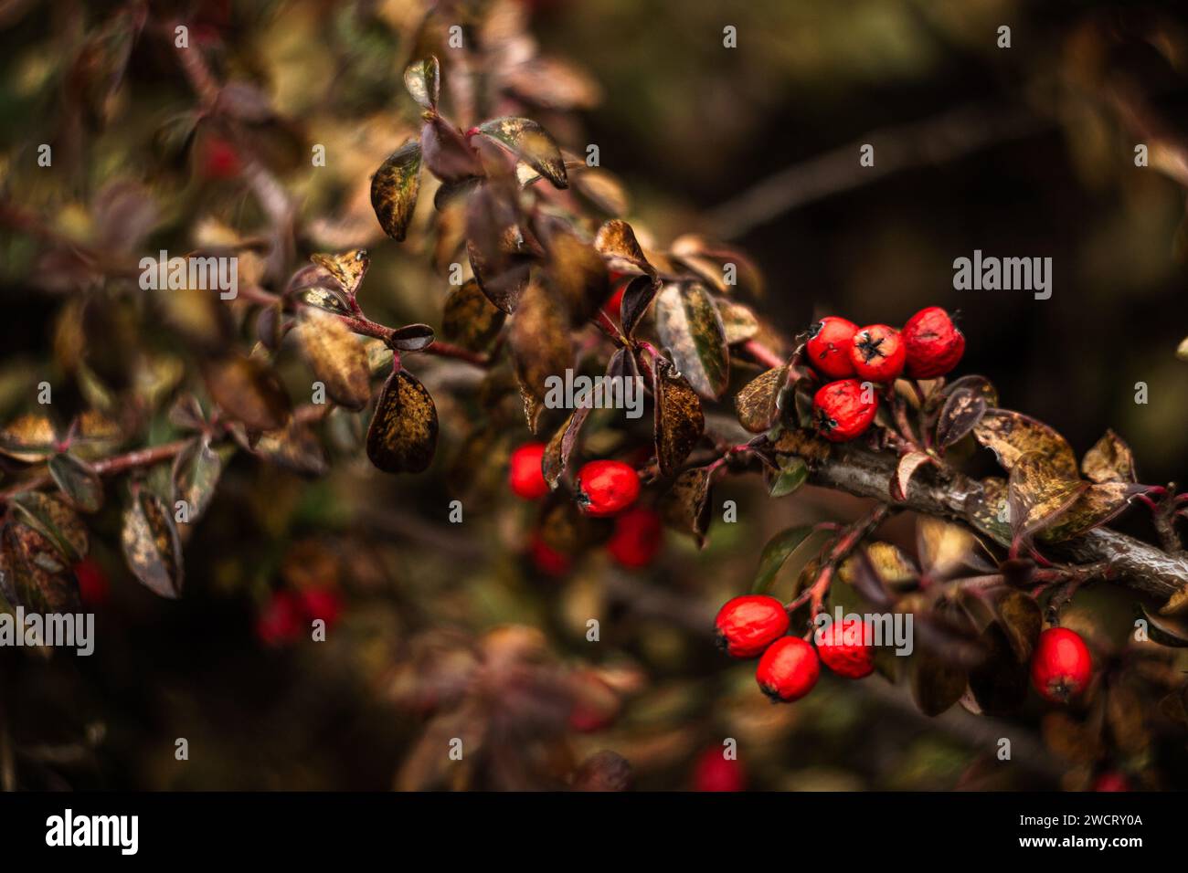 branches of a Cotoneaster bush with red berries Stock Photo