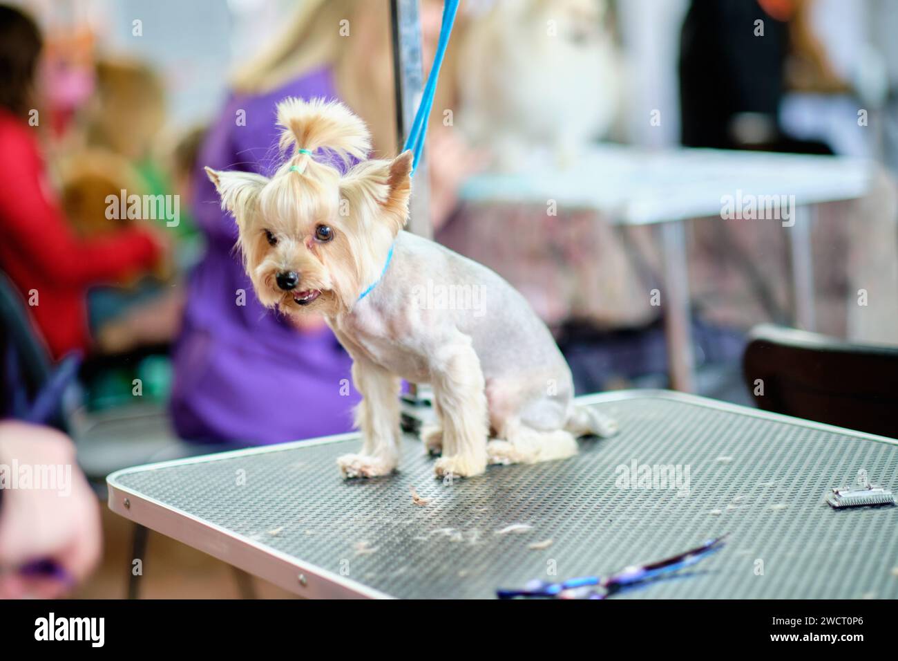 A Yorkshire Terrier dog on a grooming table after a haircut in the salon Stock Photo