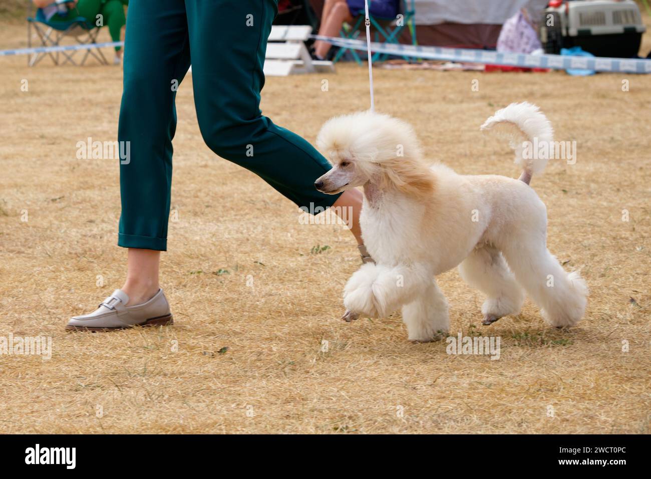 The poodle dog runs elegantly next to the handler Stock Photo - Alamy