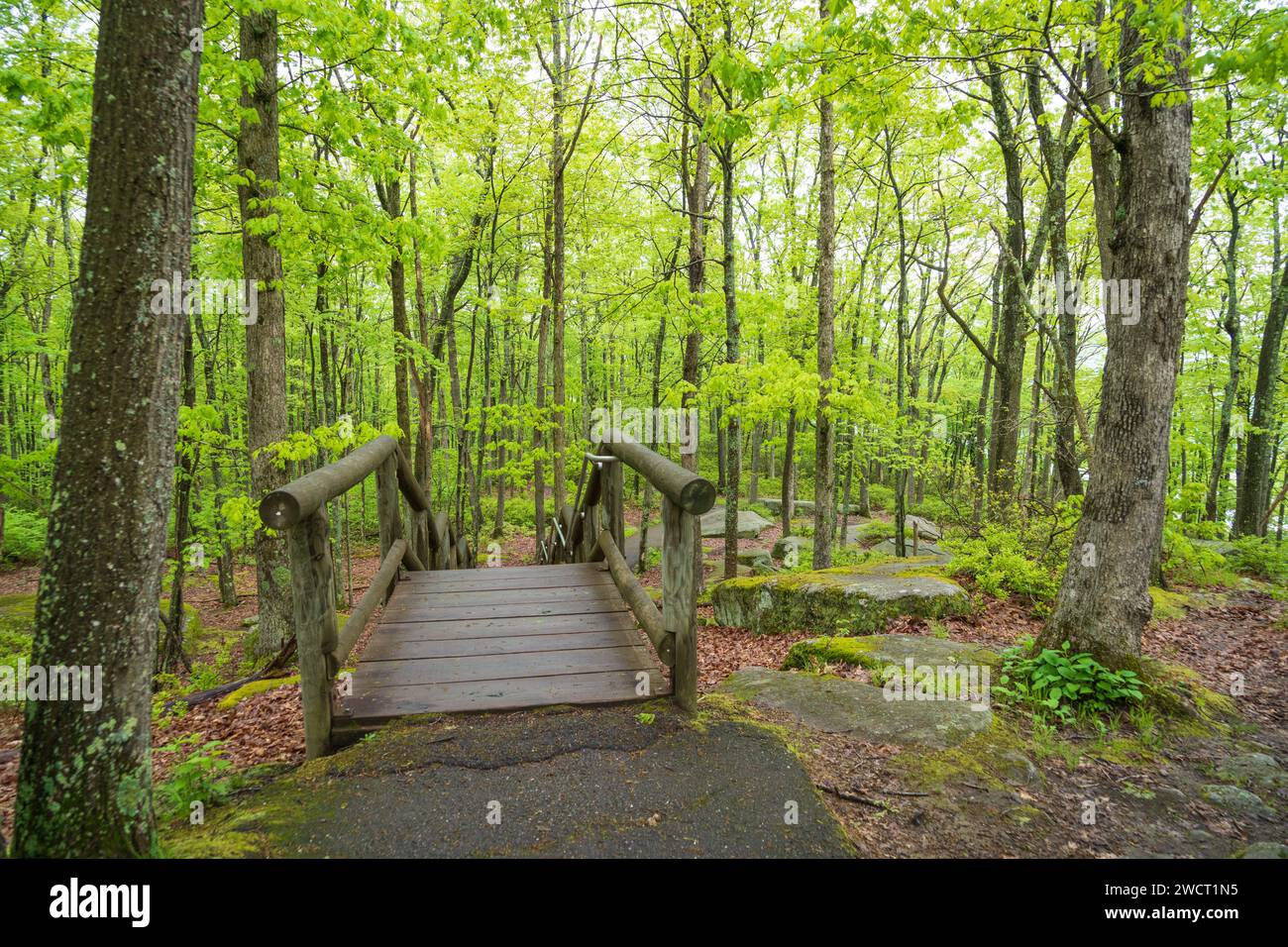 The Forest Floor at Allegheny National Forest in Pennsylvania, USA