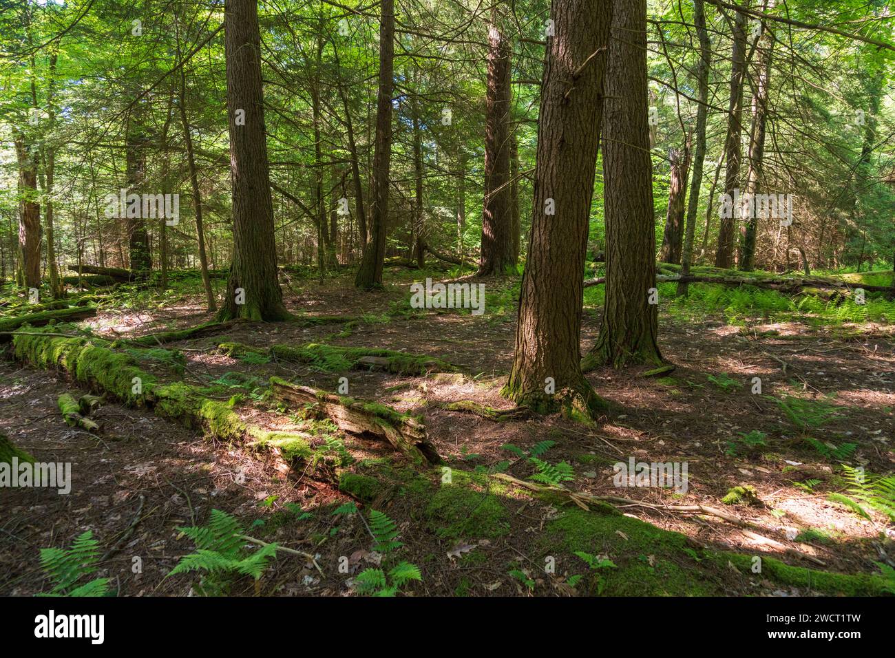 The Forest Floor at Allegheny National Forest in Pennsylvania, USA
