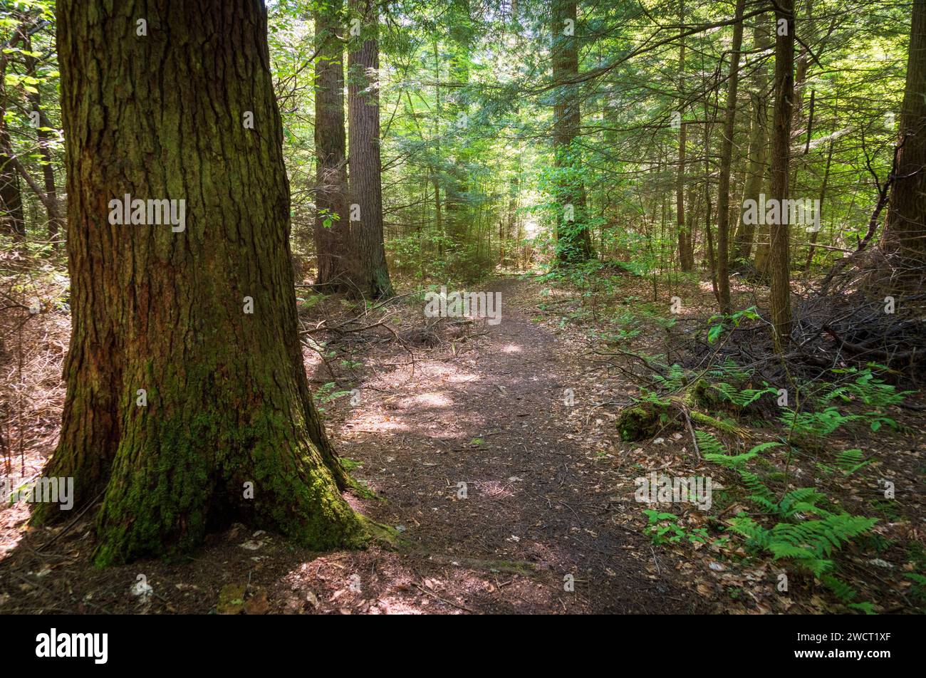 The Forest Floor at Allegheny National Forest in Pennsylvania, USA
