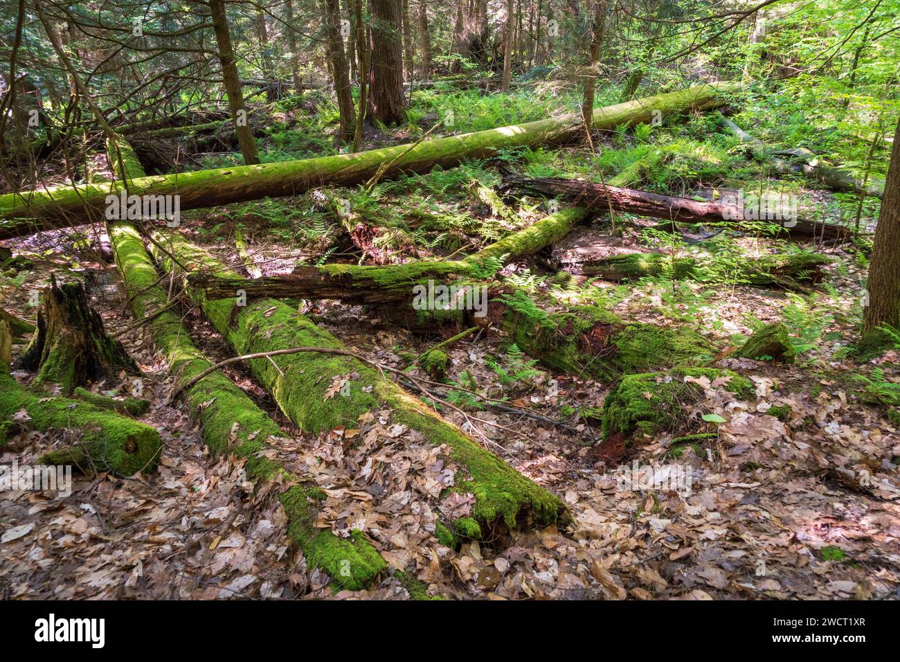 The Forest Floor at Allegheny National Forest in Pennsylvania, USA