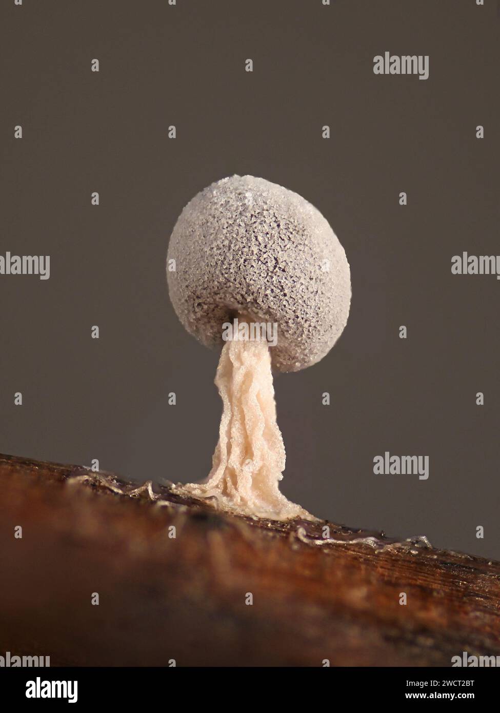 Didymium squamulosum, a slime mold from Finland, no common English name Stock Photo